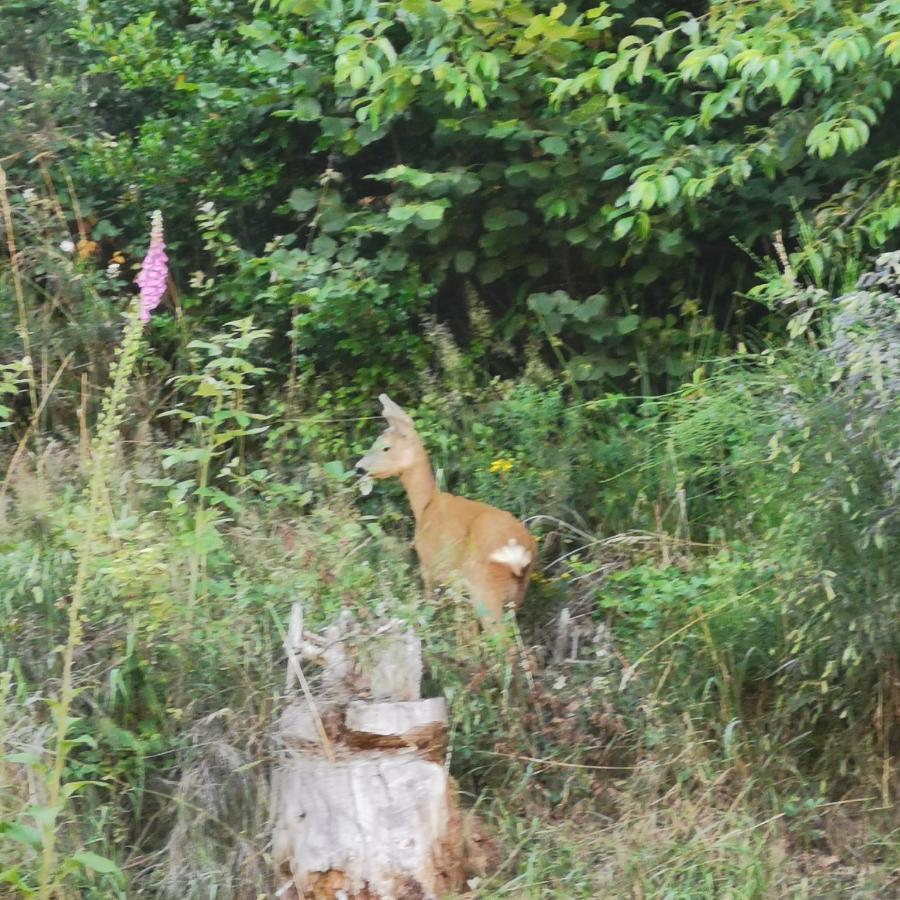拜尔斯布龙Naehe Nationalpark公寓 外观 照片